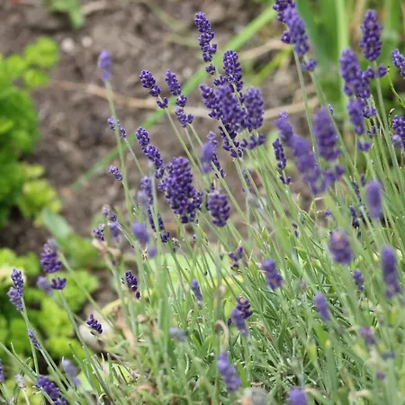 Bed and Breakfast Bay Clifden