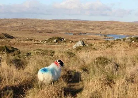 Bay Clifden