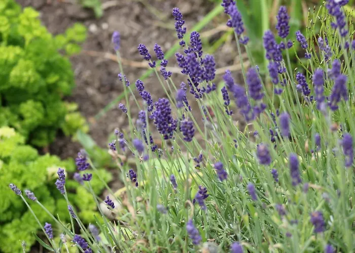 Couette-café Bay Clifden