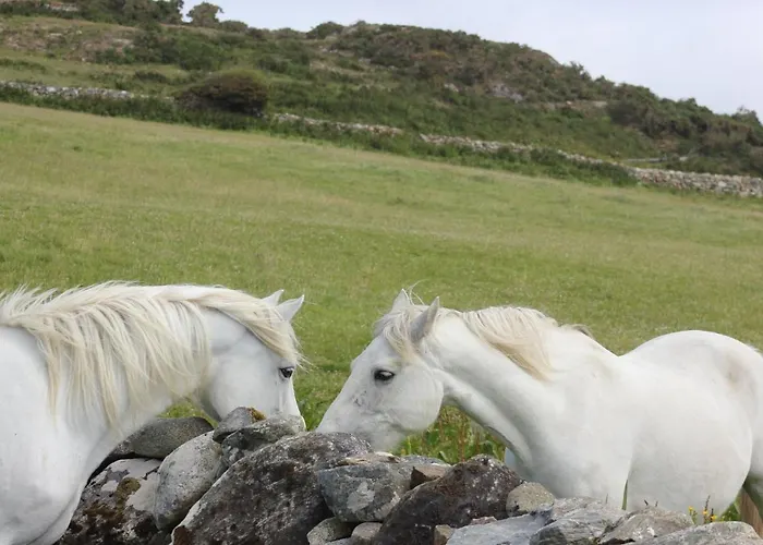 Couette-café Bay Clifden